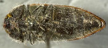 Media type: image;   Entomology 24418 Aspect: habitus ventral view
